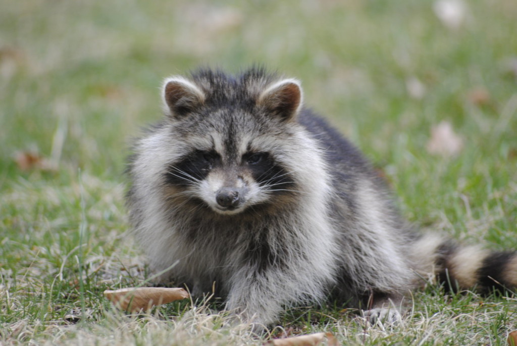 Found a raccoon in your garbage bin, this is what you should do