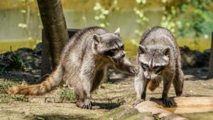 How to Get Rid of Raccoons in the Yard